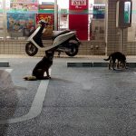 宮古島の犬猫事情