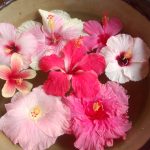 南国のお花：ハイビスカス