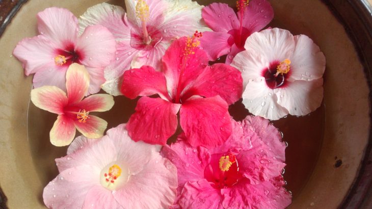 南国のお花：ハイビスカス