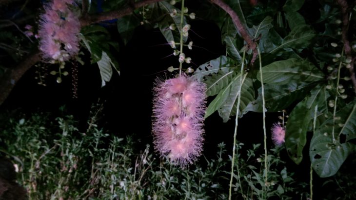 神秘の花：サガリバナ
