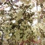 宮古島の市花：ブーゲンビリア