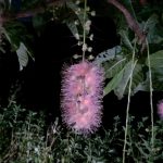 神秘の花：サガリバナ